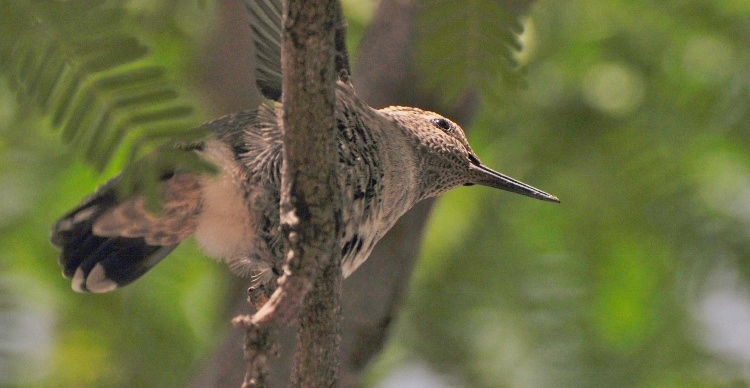 baby hummingbird